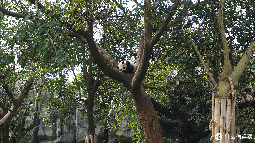 baby panda在树上睡觉 谁叫都不理 