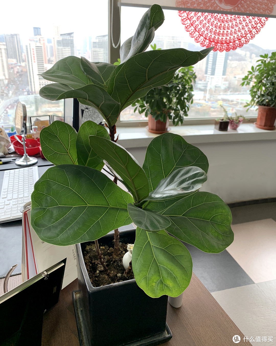 12种高颜值室内小株植物 给你一个春意盎然的家 附养护心得 园艺用品 什么值得买