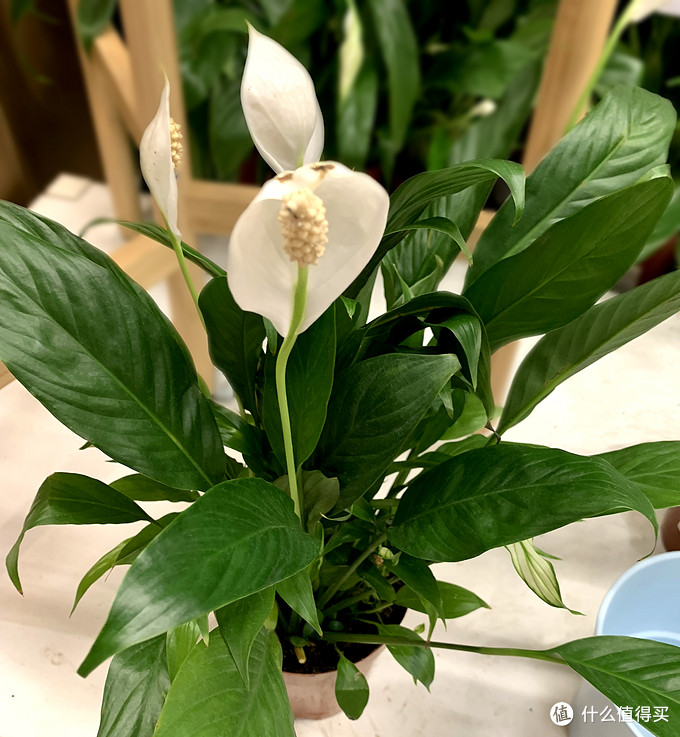 12种高颜值室内小株植物 给你一个春意盎然的家 附养护心得 园艺用品 什么值得买
