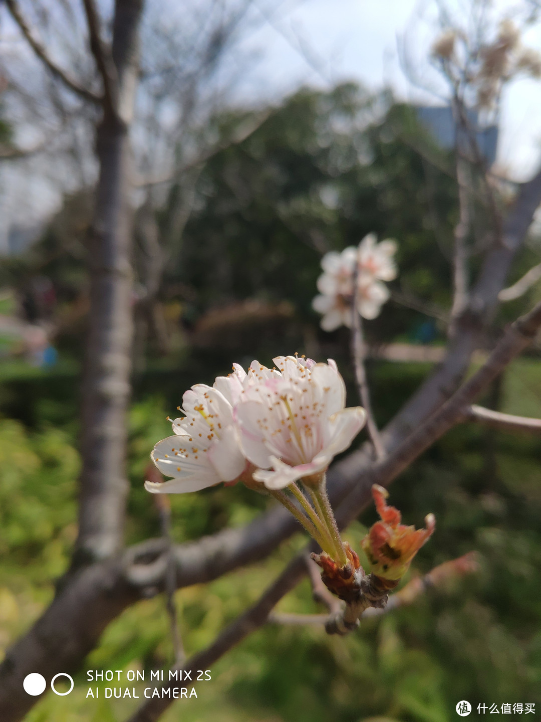 春暖花开，日本很远，无锡很近(1)