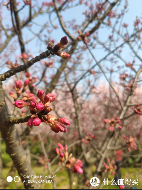 春暖花开，日本很远，无锡很近（下）