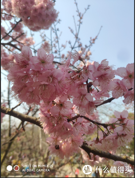 春暖花开，日本很远，无锡很近（下）