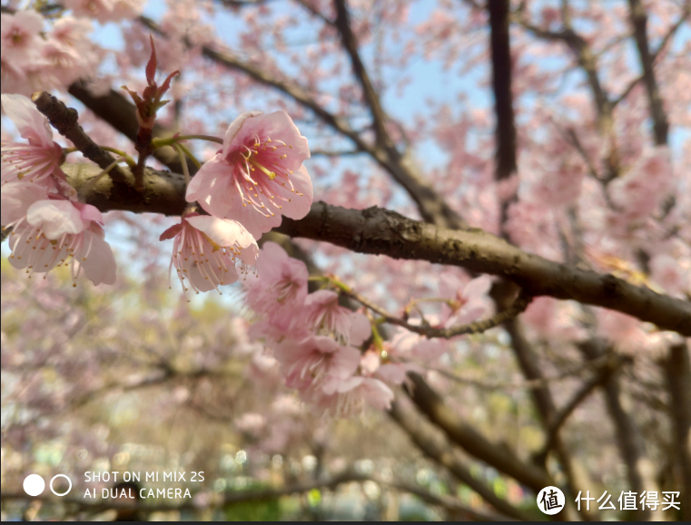 春暖花开，日本很远，无锡很近（下）