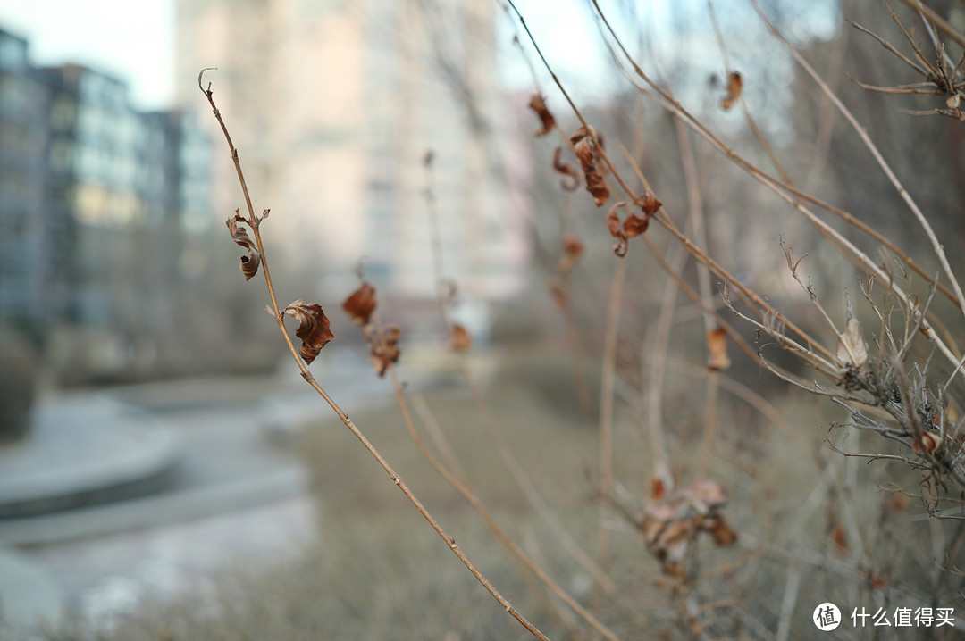 尼康Z卡口的实惠选择——美科50mm F1.7手动镜头体验