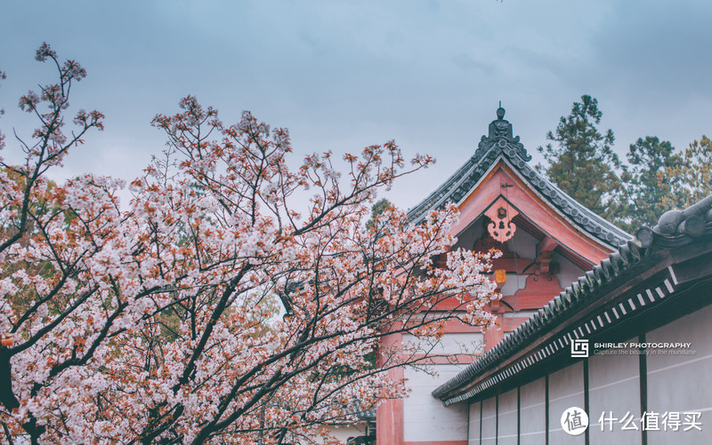 【京都花见】总有樱花在等你，冷门赏樱秘所大公开