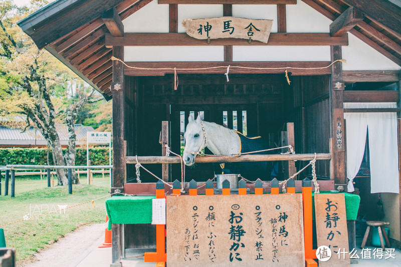 【京都花见】总有樱花在等你，冷门赏樱秘所大公开