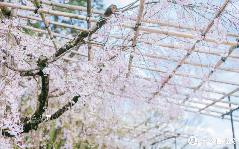 【京都花见】总有樱花在等你，冷门赏樱秘所大公开