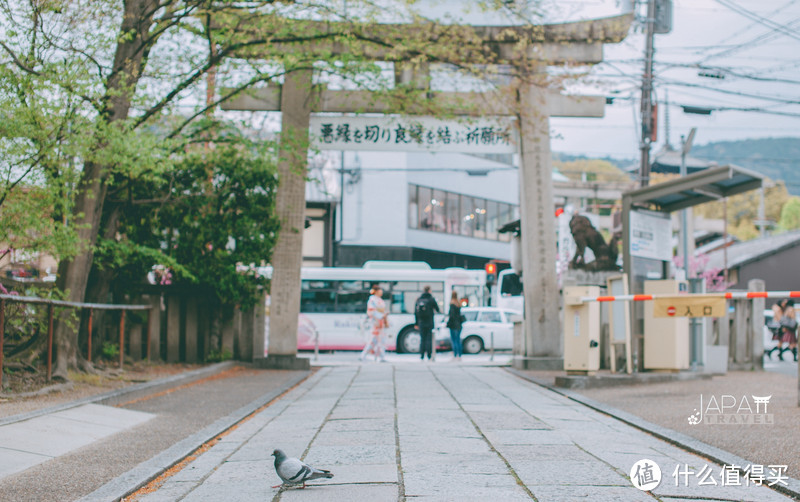 【京都花见】总有樱花在等你，冷门赏樱秘所大公开