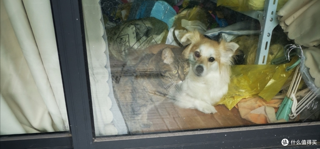 猫狗双全，和谐观看。