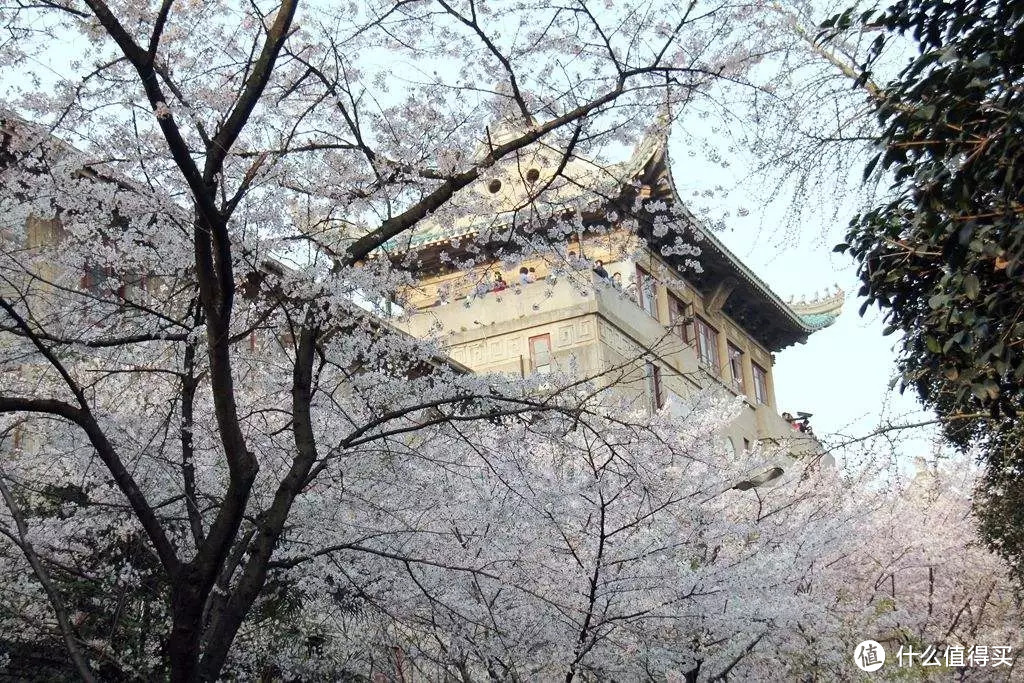武汉大学赏樱花如何预约，赏樱的时候需要注意什么？