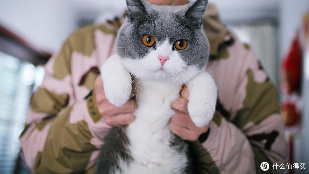 陪伴我们装空调的小猫咪，不怕生