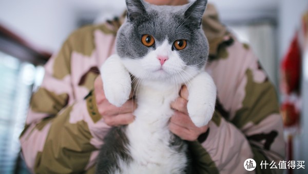 陪伴我们装空调的小猫咪，不怕生