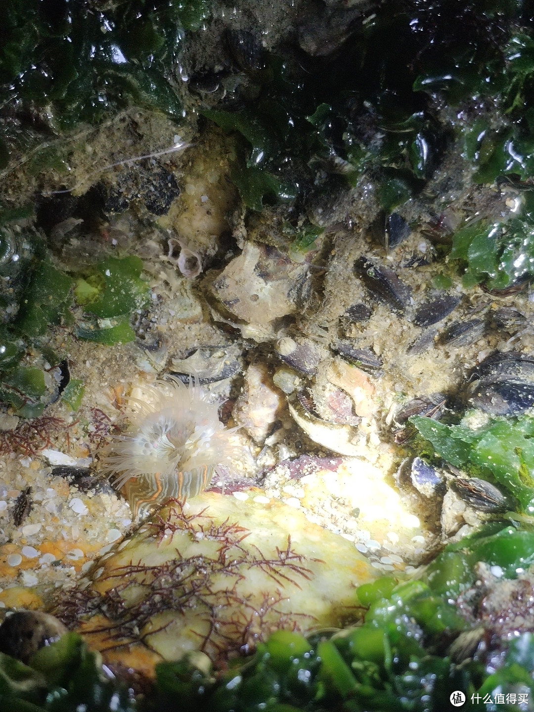 纵条肌海葵被淡菜包围了