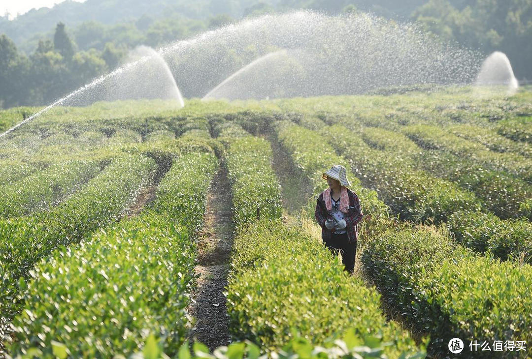 新茶陆续上市，提前先打针预防针