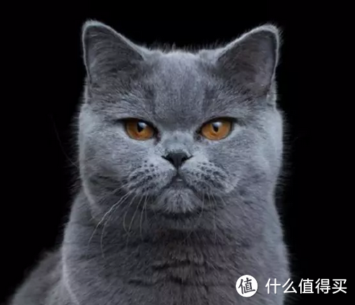 猫爪杯好看，但更好看的是……