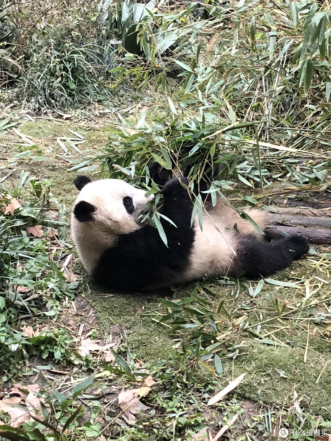 带娃游成都，虽然错过了泰迪熊，但也并不只有大熊猫！