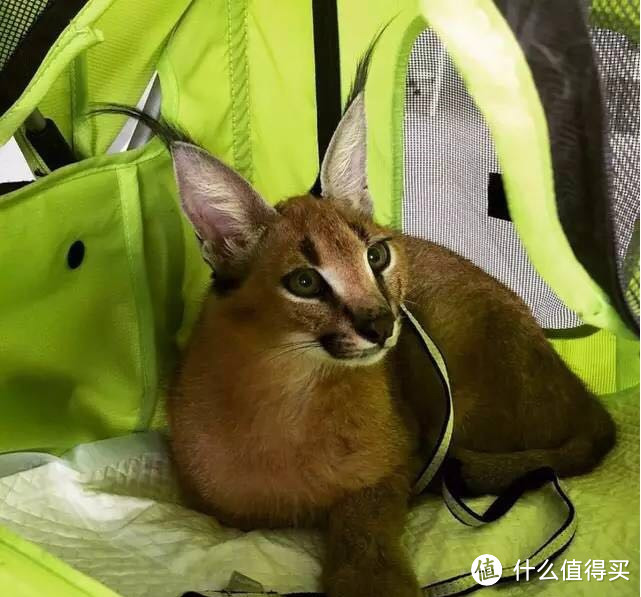 只知道去咖啡馆撸猫撸狗那你就out啦，不如来看看泰国这家Little Zoo Cafe，店员居然来自动物园！