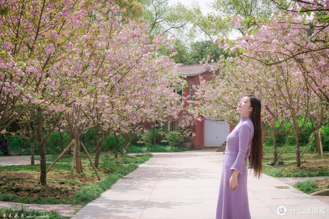 这一季 南山植物园的樱花正为你绽放 这封超详细赏樱攻略请收下