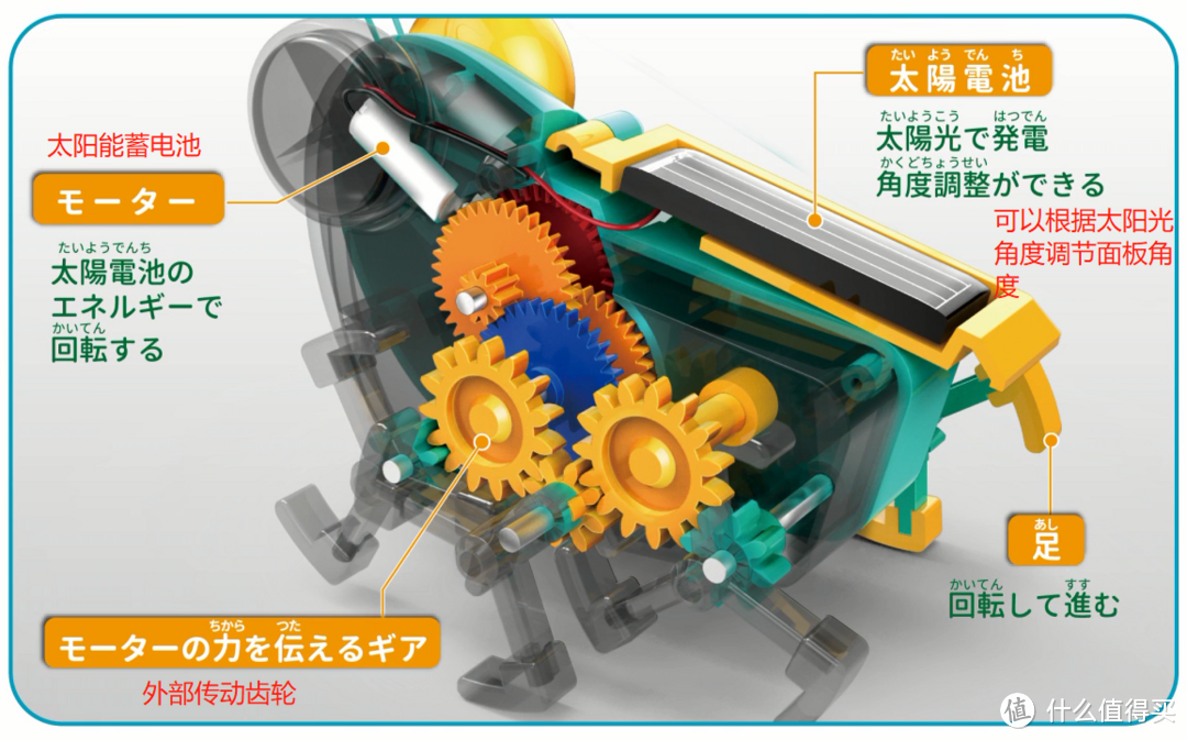 蚱蜢剖面各部件示意