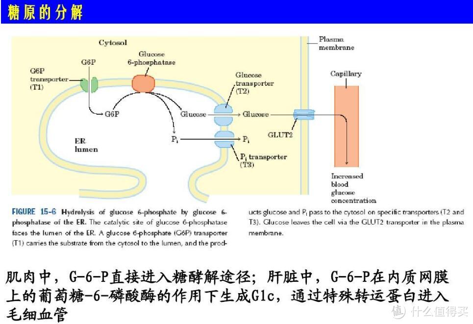 膝盖受伤只能静养？—3个健身冷思考