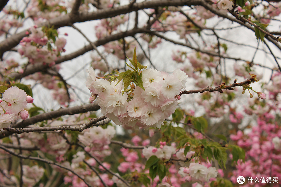 大连著名的八大樱花地