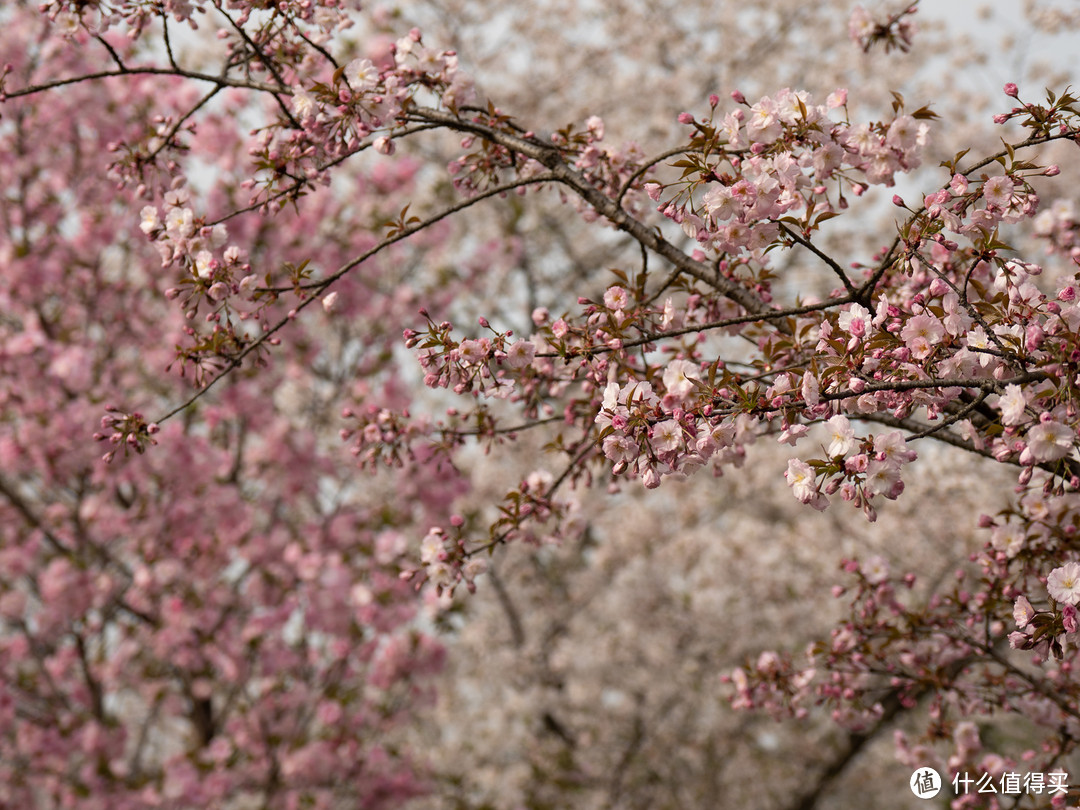 富士X-T20 + XF16mm f1.4 VS 奥林巴斯E-M1 II + 12-100mm f4