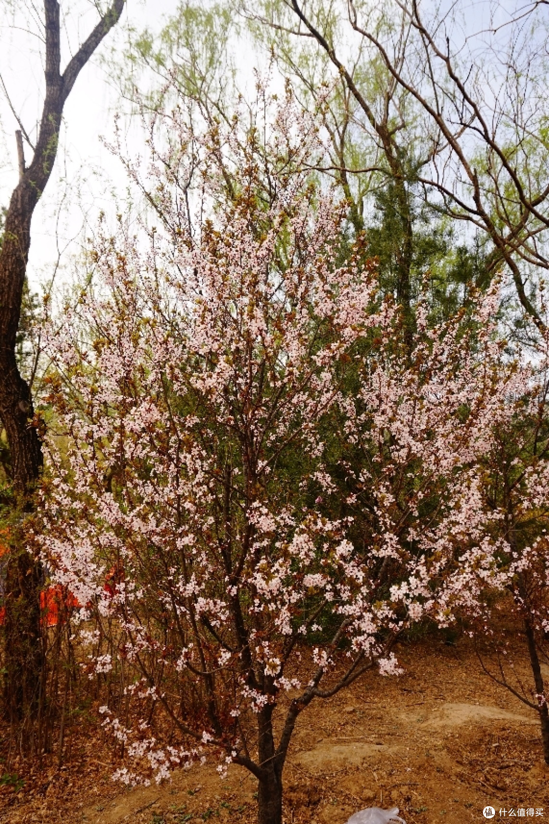 北京植物园和中科院北京植物所赏花记