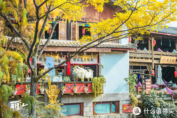 漫步花海间，驻足白雪山丨探秘云南小众旅行地