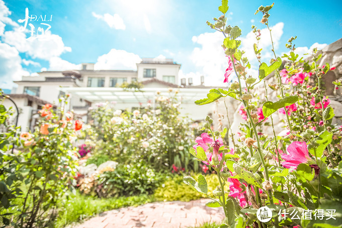 漫步花海间，驻足白雪山丨探秘云南小众旅行地