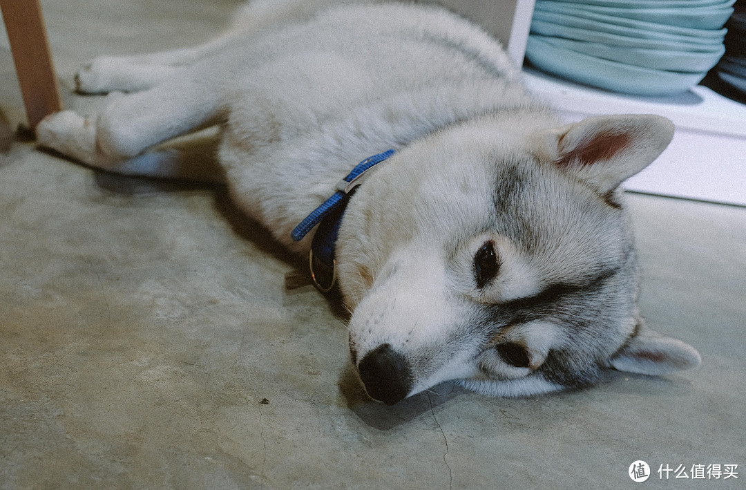 又是不想看店的一天🐶今天周一吗请问