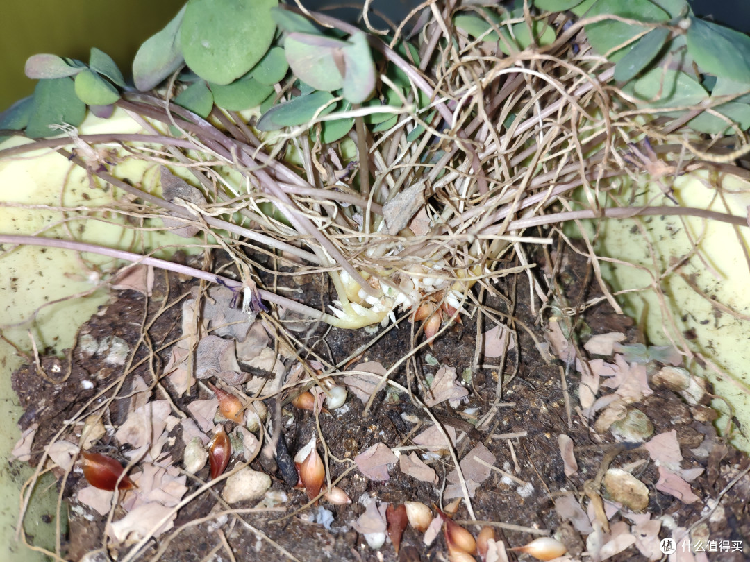 收获48球,酢浆草不靠谱收球记录_家居家装_什么值得买