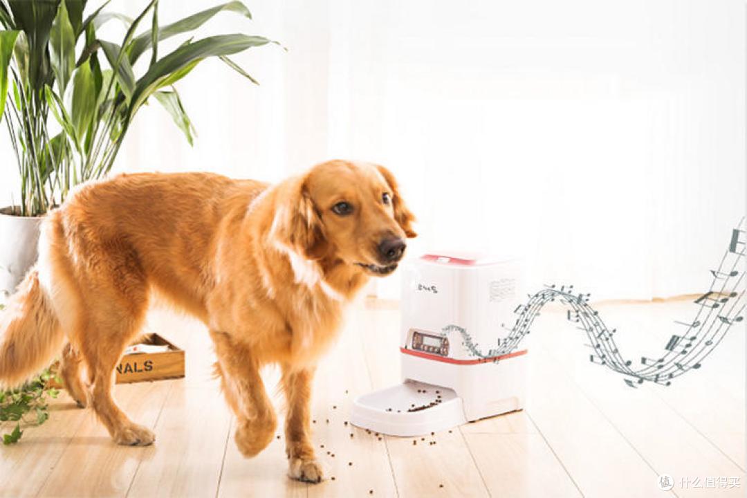 狗子留守家中,智能喂食器如何pick?