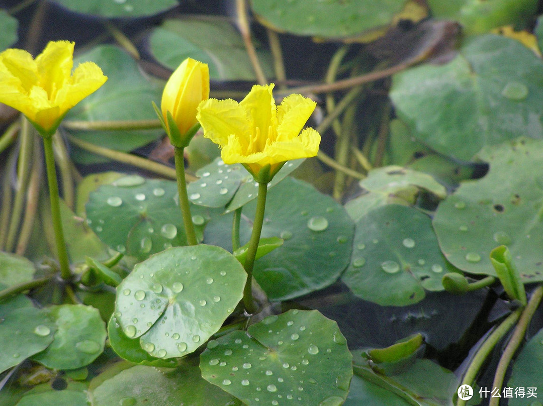 道边多野菜，小摘助晨烹——那些古诗中的野菜你都吃过吗