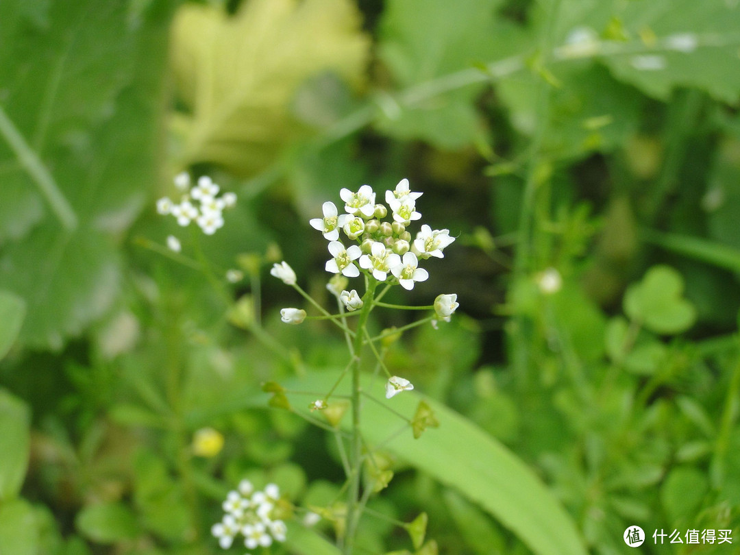 道边多野菜，小摘助晨烹——那些古诗中的野菜你都吃过吗