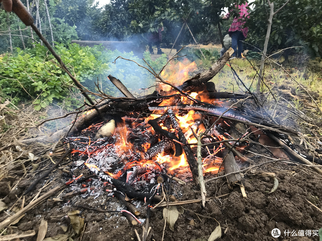 烤箱做烤番薯？野火烤的才有灵魂