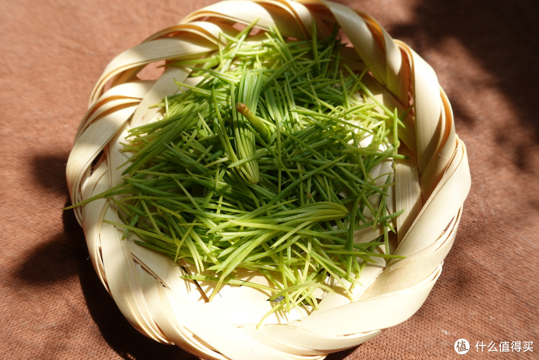 不时不食 “旬”野菜 —— 松针儿篇