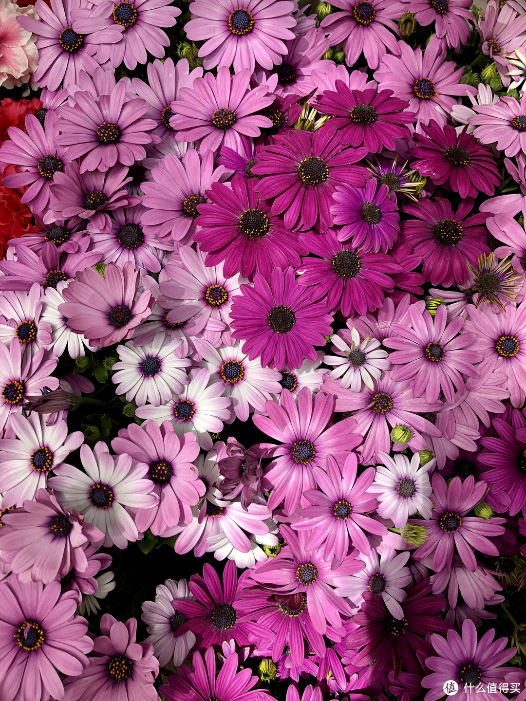 这是我在逛花卉市场,看到一家花商在地面上摆了一堆漂亮的花,我走过去