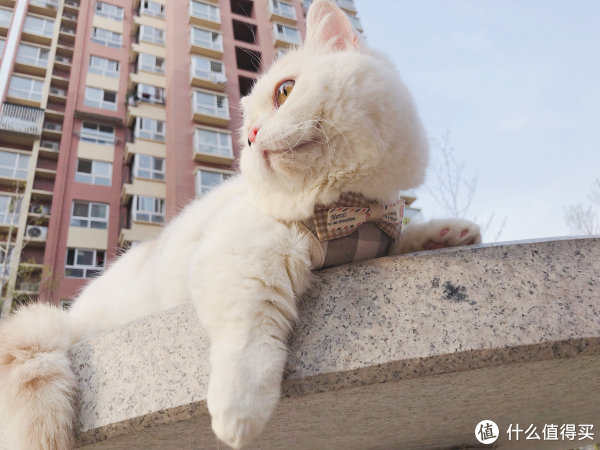 我就是那只兔子,喵!!!
