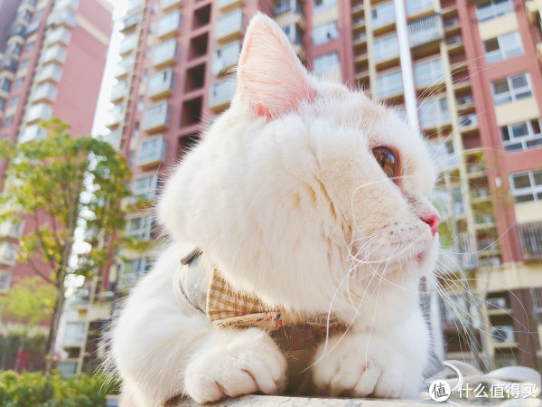 我就是那只兔子,喵!!!