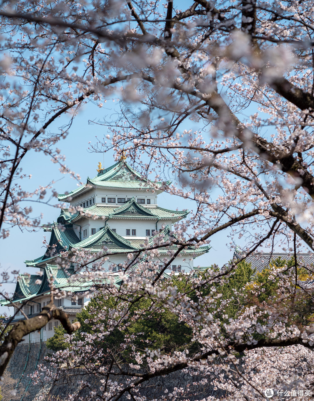 樱花季行程制定和花期预测