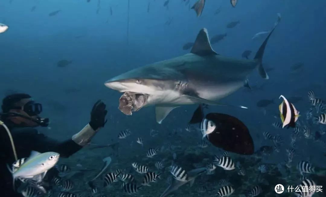 在斐济，与鲨鱼共舞，站在大海中央举杯敬无尽温柔岁月