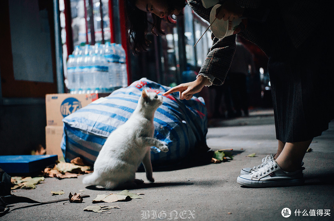 情绪低落的时候这只小白都会乖乖的靠在我的怀里静静的听我低声倾诉，虽然最后它还是会被其他小姐姐唤走蛤哈，，，