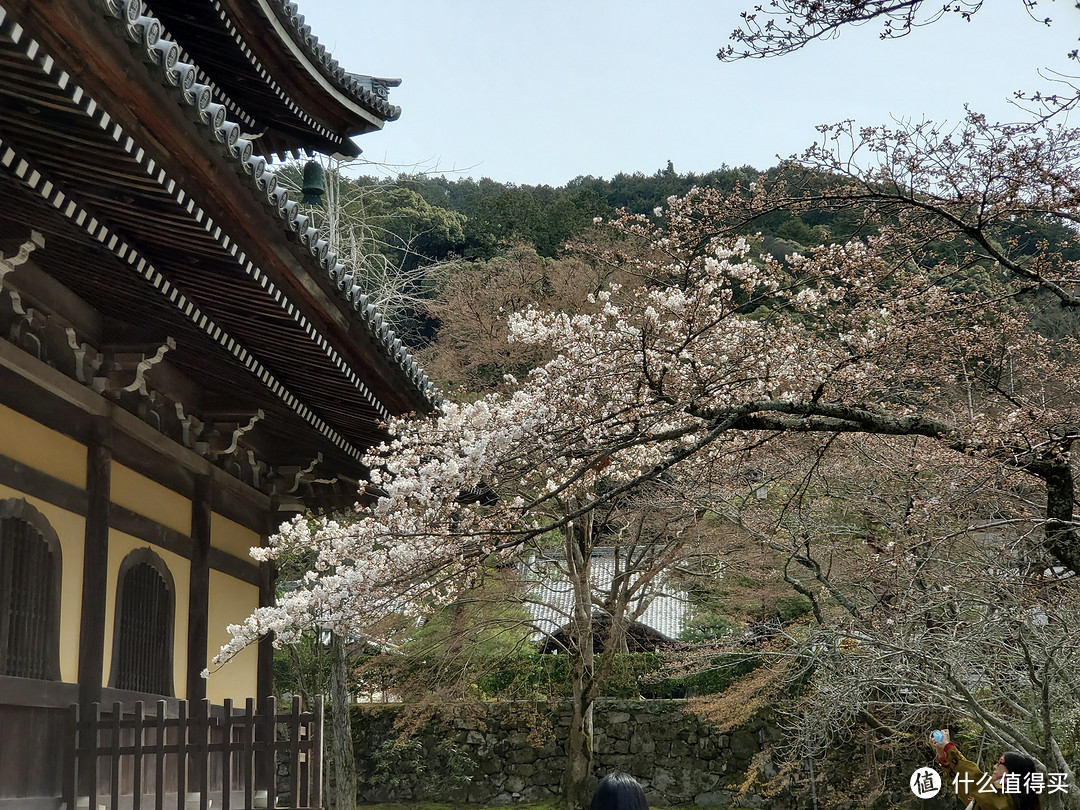 樱花季日本游（大阪一路玩到东京）——游侠客跟团体验