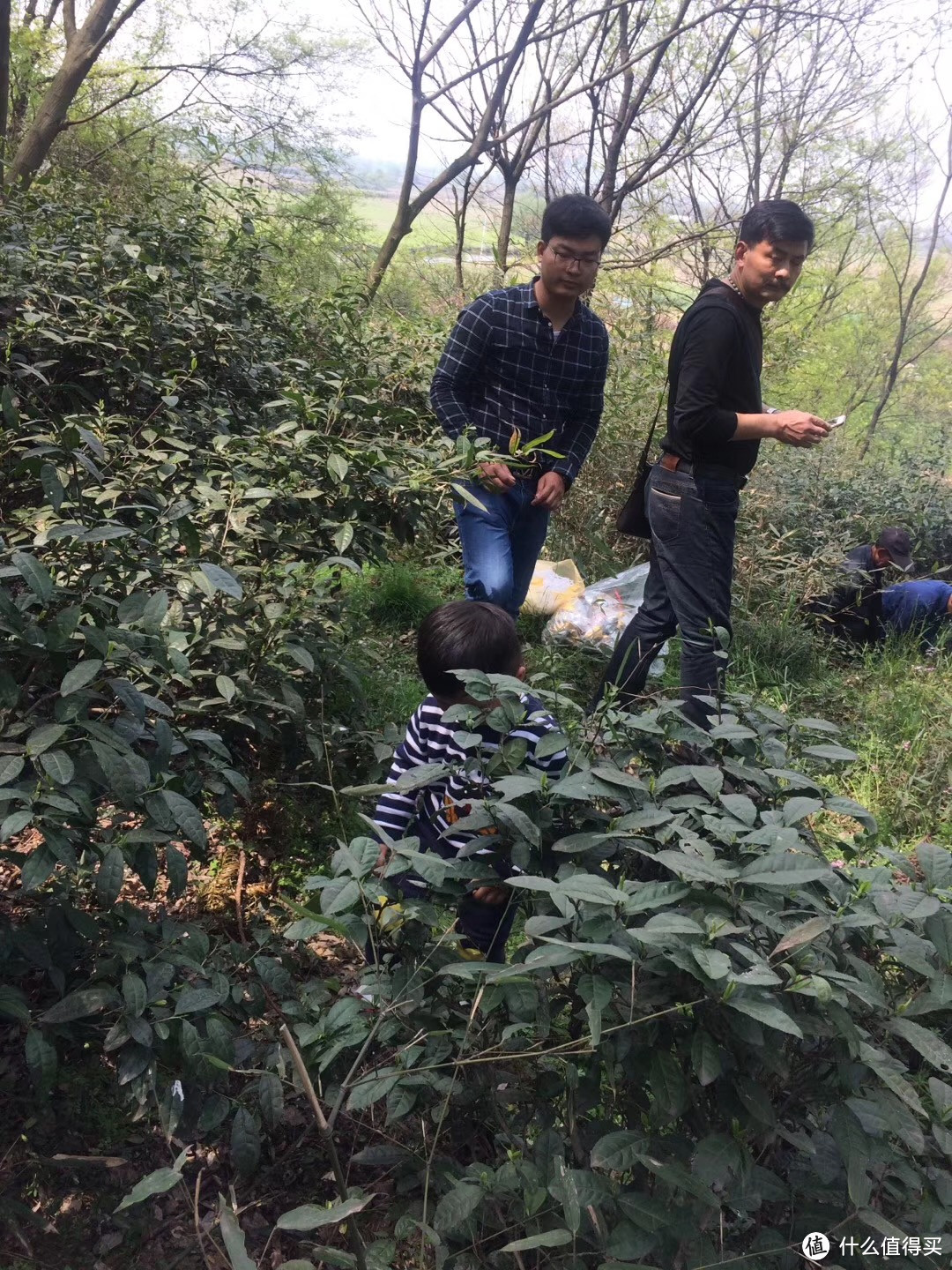 老家已经荒废的茶园，只有清明节上坟的时候才会路过