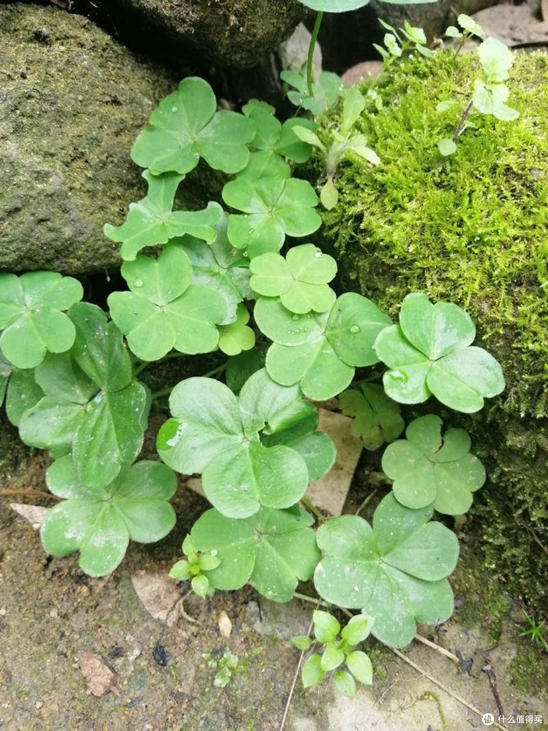 小众麦芒7,拍照还可以