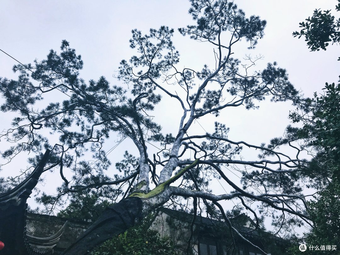 院子中一棵上百年的白松