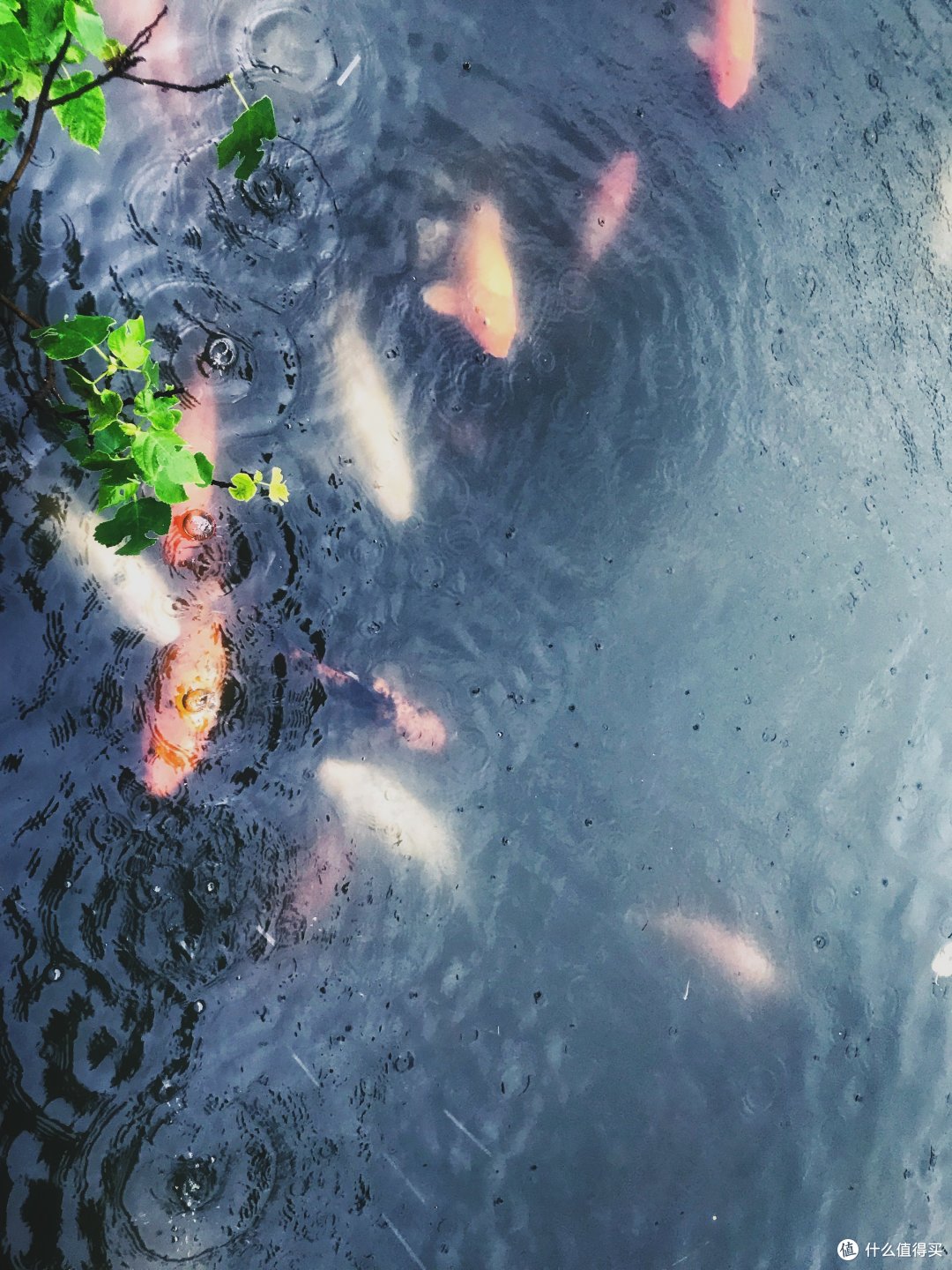 雨中的锦鲤们,很爱热闹的样子