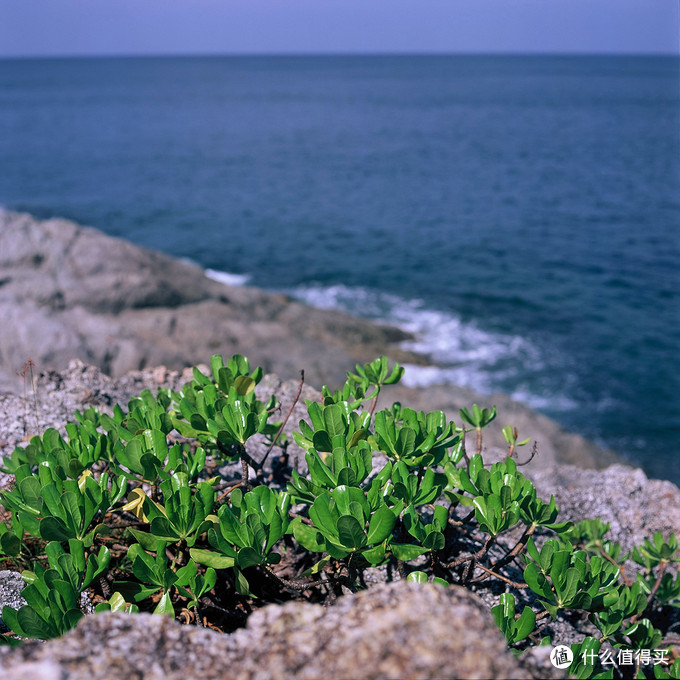 bronica EC +80 2.8 rvp