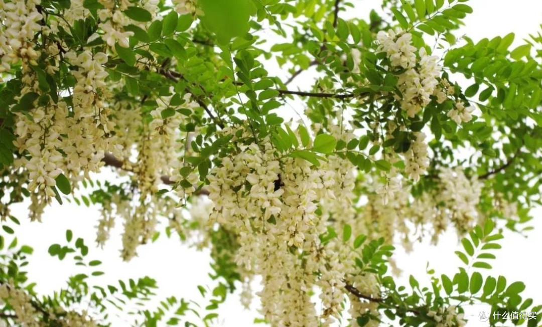 值行美食图鉴 篇十一:这种花可以当"饭"吃?