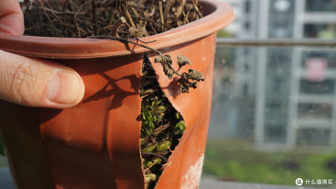 根把盆撑开了